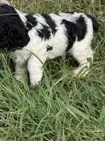 Moo, a male Cocker Spaniel for sale in Powhatan, VA – 2 of 8