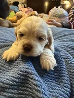 Rosalina , a female Cocker Spaniel for sale in Powhatan, VA – Photo 5 of 5