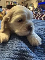 Rosalina , a female Cocker Spaniel for sale in Powhatan, VA – Photo 3 of 5