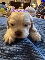 Rosalina , a female Cocker Spaniel for sale in Powhatan, VA – Photo 1 of 5