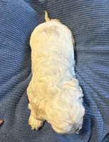 Rosalina , a female Cocker Spaniel for sale in Powhatan, VA – Photo 2 of 5