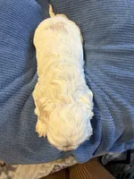 Rosalina , a female Cocker Spaniel for sale in Powhatan, VA – Photo 4 of 5