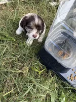 Willow, a female Cocker Spaniel for sale in Powhatan, VA – 3 of 9