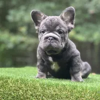 Maverick, a male French Bulldog for sale in Fairburn, GA – Photo 3 of 3