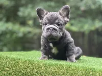 Maverick, a male French Bulldog for sale in Fairburn, GA – Photo 3 of 3