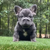 Maverick, a male French Bulldog for sale in Fairburn, GA – Photo 1 of 3
