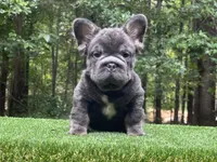 Maverick, a male French Bulldog for sale in Fairburn, GA – Photo 1 of 3