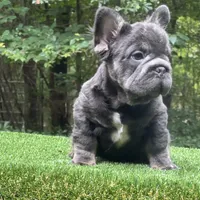 Maverick, a male French Bulldog for sale in Fairburn, GA – Photo 2 of 3