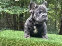 Maverick, a male French Bulldog for sale in Fairburn, GA – Photo 2 of 3