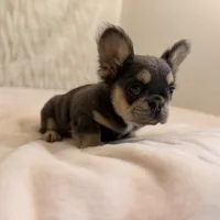 Melody , a female French Bulldog for sale in Fairburn, GA – 3 of 3