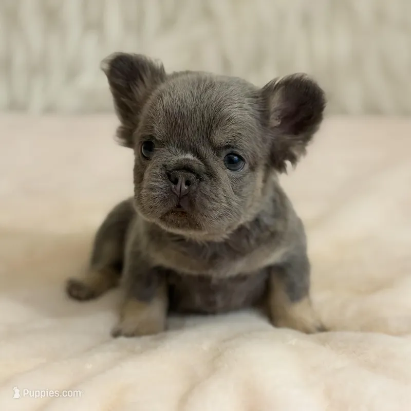 Harmony  – French Bulldog puppy for sale in Fairburn, GA