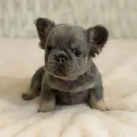 Harmony , a female French Bulldog for sale in Fairburn, GA – Photo 1 of 2