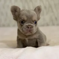 Chuck Norris, a male French Bulldog for sale in Fairburn, GA – Photo 3 of 3