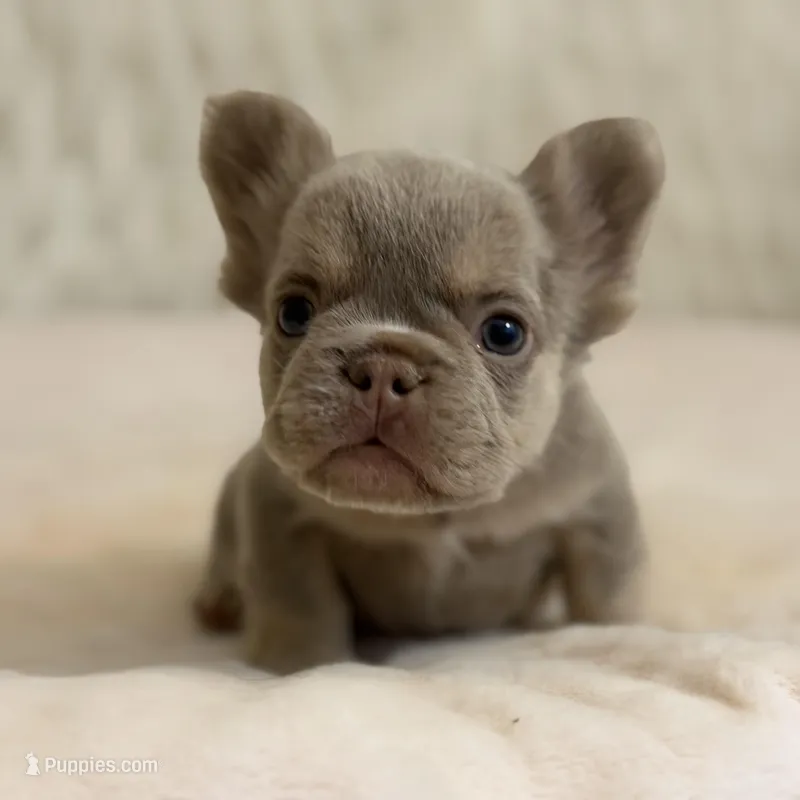 Chuck Norris – French Bulldog puppy for sale in Fairburn, GA