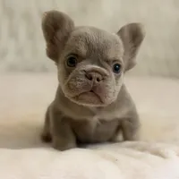 Chuck Norris, a male French Bulldog for sale in Fairburn, GA – Photo 2 of 3