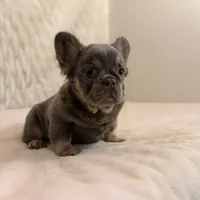 Harmony , a female French Bulldog for sale in Fairburn, GA – 2 of 2