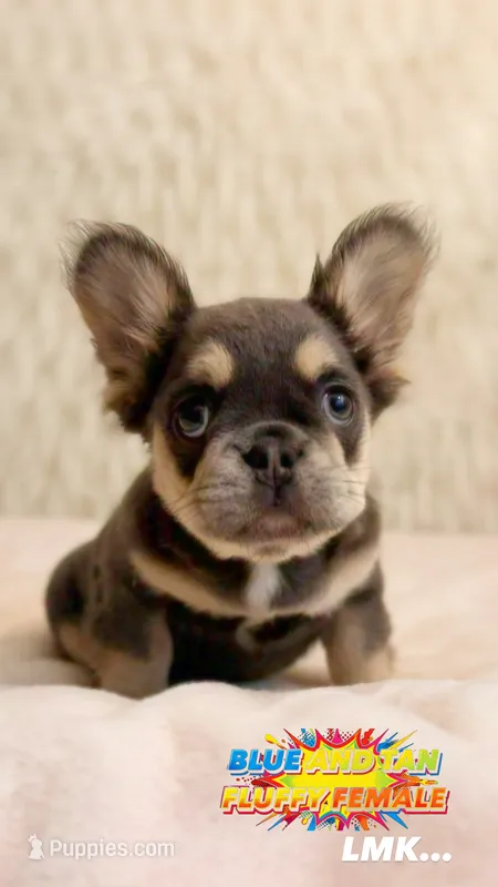 Melody  – French Bulldog puppy for sale in Fairburn, GA