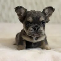 Melody , a female French Bulldog for sale in Fairburn, GA – Photo 1 of 3