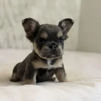 Melody , a female French Bulldog for sale in Fairburn, GA – Photo 2 of 3