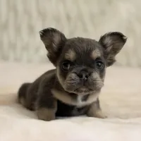 Melody , a female French Bulldog for sale in Fairburn, GA – Photo 3 of 3