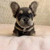 Melody , a female French Bulldog for sale in Fairburn, GA – 2 of 3