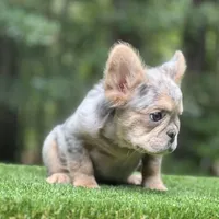 French Bulldog, a male French Bulldog for sale in Fairburn, GA – Photo 3 of 3