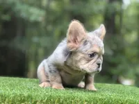 French Bulldog, a male French Bulldog for sale in Fairburn, GA – Photo 3 of 3