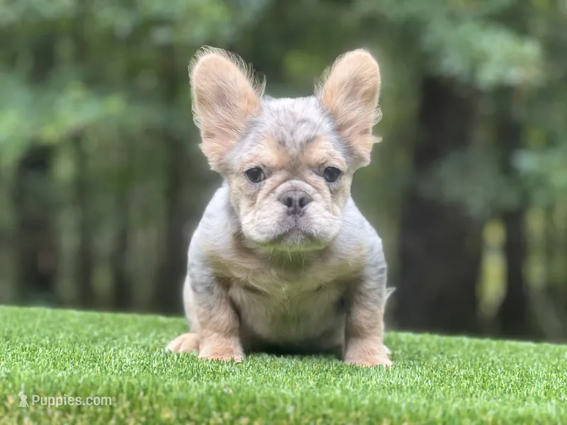 French Bulldog