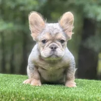 French Bulldog, a male French Bulldog for sale in Fairburn, GA – Photo 1 of 3