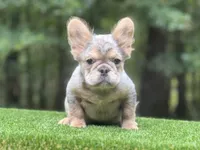 French Bulldog, a male French Bulldog for sale in Fairburn, GA – Photo 1 of 3