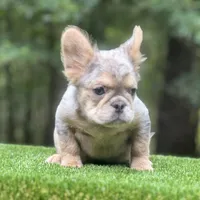 French Bulldog, a male French Bulldog for sale in Fairburn, GA – Photo 2 of 3