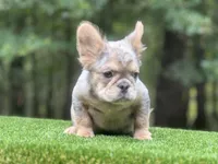 French Bulldog, a male French Bulldog for sale in Fairburn, GA – Photo 2 of 3
