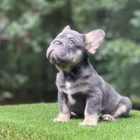 Sampson, a male French Bulldog for sale in Fairburn, GA – Photo 3 of 3