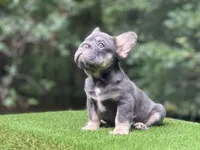 Sampson, a male French Bulldog for sale in Fairburn, GA – Photo 3 of 3