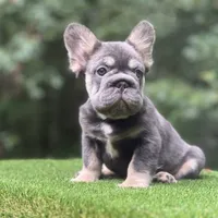 Sampson, a male French Bulldog for sale in Fairburn, GA – Photo 2 of 3