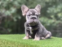 Sampson, a male French Bulldog for sale in Fairburn, GA – Photo 2 of 3