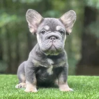 Sampson, a male French Bulldog for sale in Fairburn, GA – Photo 1 of 3