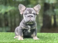 Sampson, a male French Bulldog for sale in Fairburn, GA – Photo 1 of 3