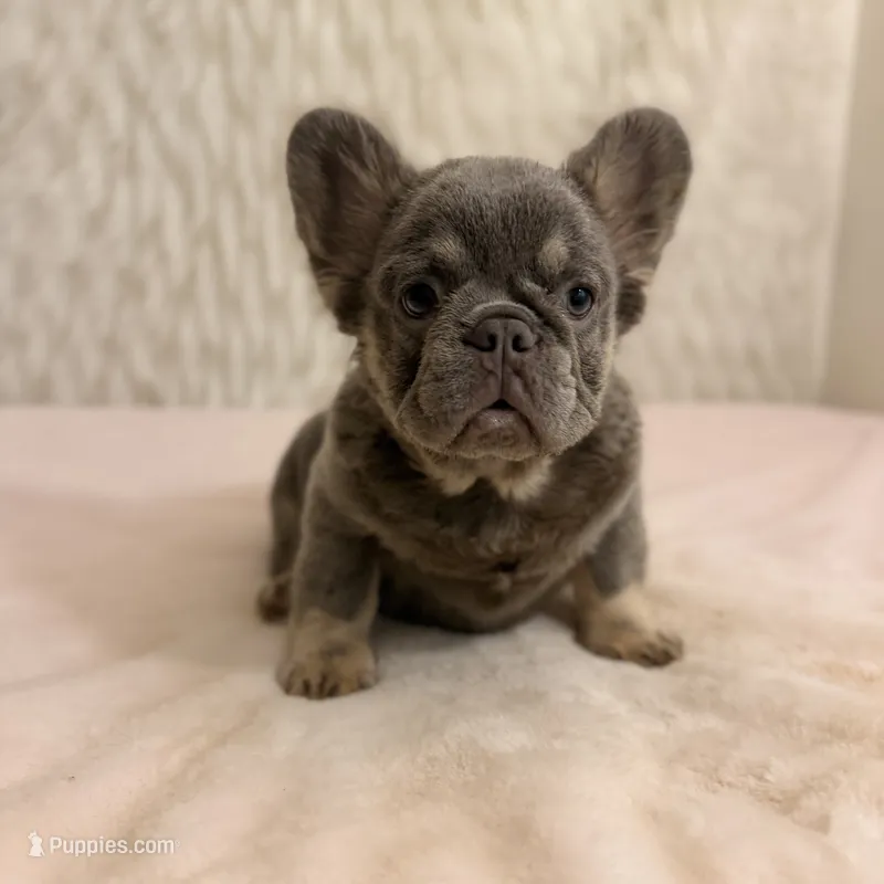 Harmony  – French Bulldog puppy for sale in Fairburn, GA