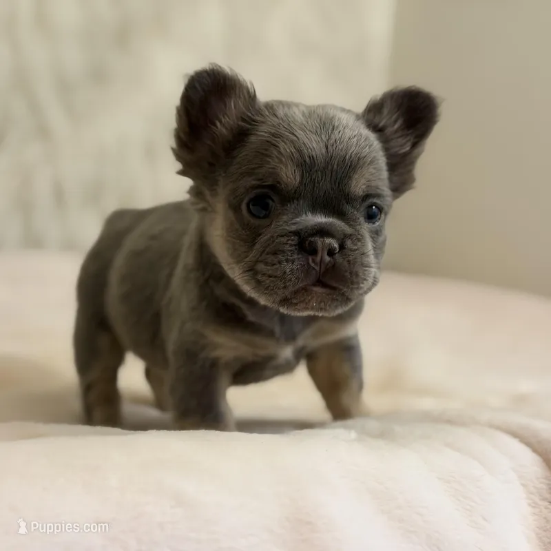 Angel – French Bulldog puppy for sale in Fairburn, GA
