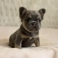 Angel, a female French Bulldog for sale in Fairburn, GA – Photo 3 of 3