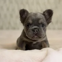 Angel, a female French Bulldog for sale in Fairburn, GA – Photo 2 of 3