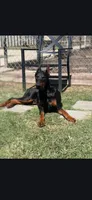 Anubis, a male Doberman Pinscher for sale in Beaumont, TX – Photo 2 of 4