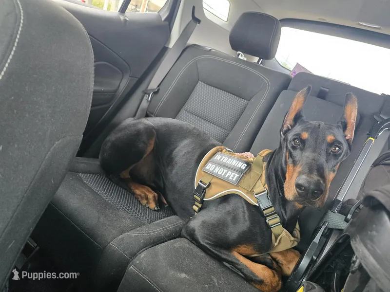 Anubis – Doberman Pinscher puppy for sale in Beaumont, TX