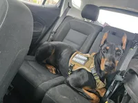 Anubis, a male Doberman Pinscher for sale in Beaumont, TX – Photo 1 of 4