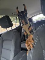 Anubis, a male Doberman Pinscher for sale in Beaumont, TX – Photo 3 of 4