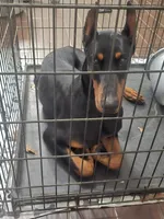 Anubis, a male Doberman Pinscher for sale in Beaumont, TX – Photo 4 of 4
