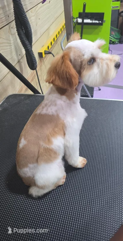 Remi – Miniature Schnauzer puppy for sale in Beaumont, TX