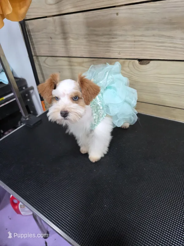 Remi – Miniature Schnauzer puppy for sale in Beaumont, TX