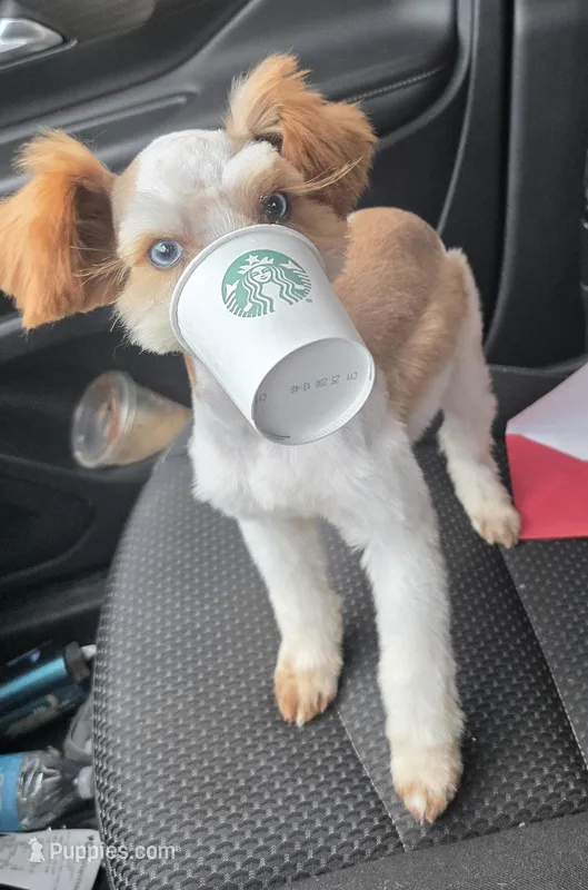 Remi – Miniature Schnauzer puppy for sale in Beaumont, TX